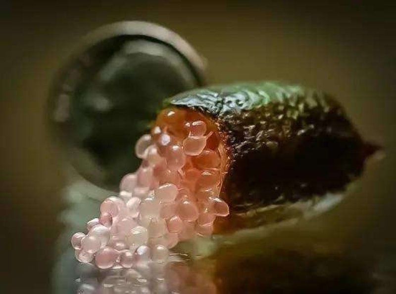 指橙！进口水果！手指柠檬