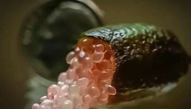 指橙！进口水果！手指柠檬