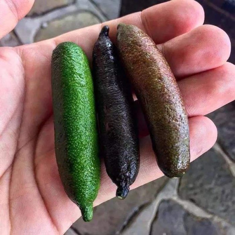 指橙！进口水果！手指柠檬
