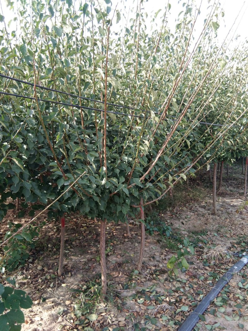 红梅适合庭院，别墅，社区公园等场所种植