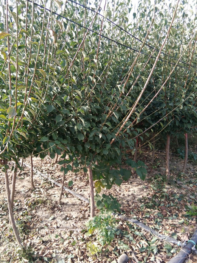 红梅适合庭院，别墅，社区公园等场所种植