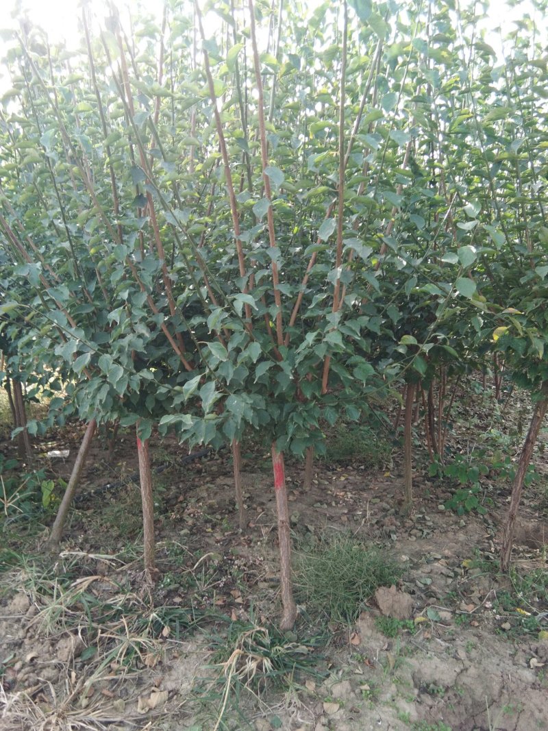 红梅适合庭院，别墅，社区公园等场所种植