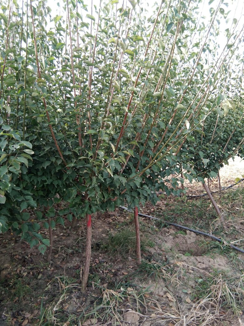红梅适合庭院，别墅，社区公园等场所种植