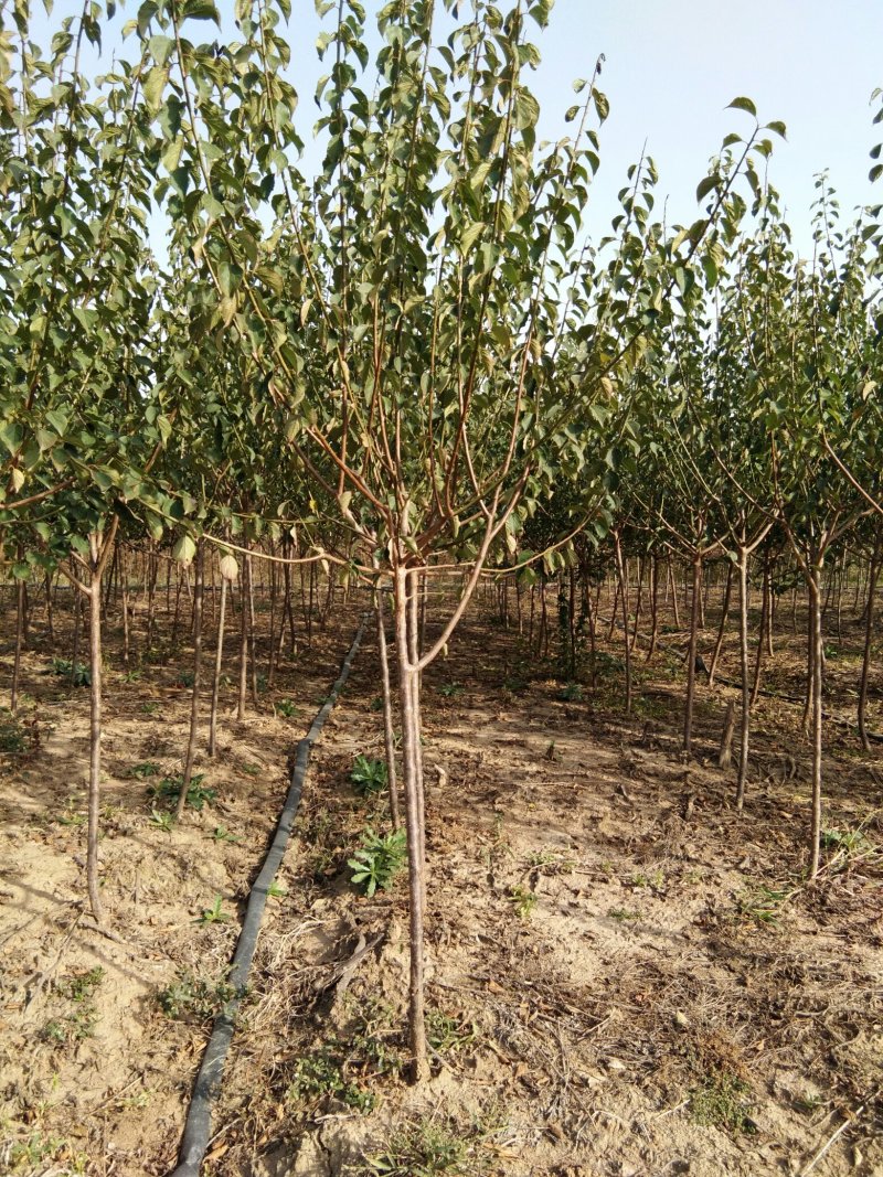 红梅适合庭院，别墅，社区公园等场所种植