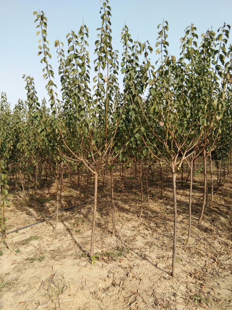 红梅适合庭院，别墅，社区公园等场所种植
