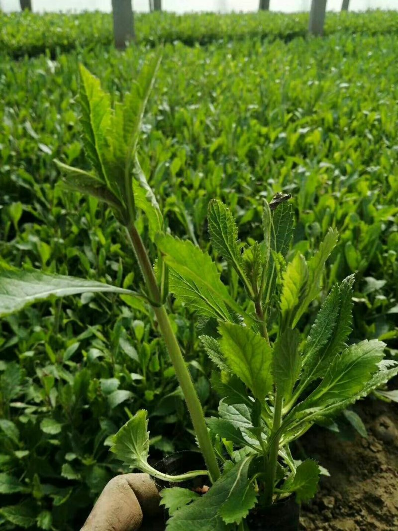 马鞭草苗