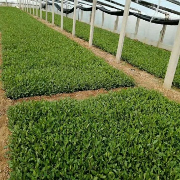 马鞭草苗