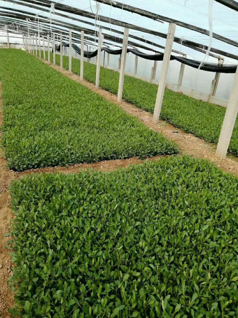 马鞭草苗