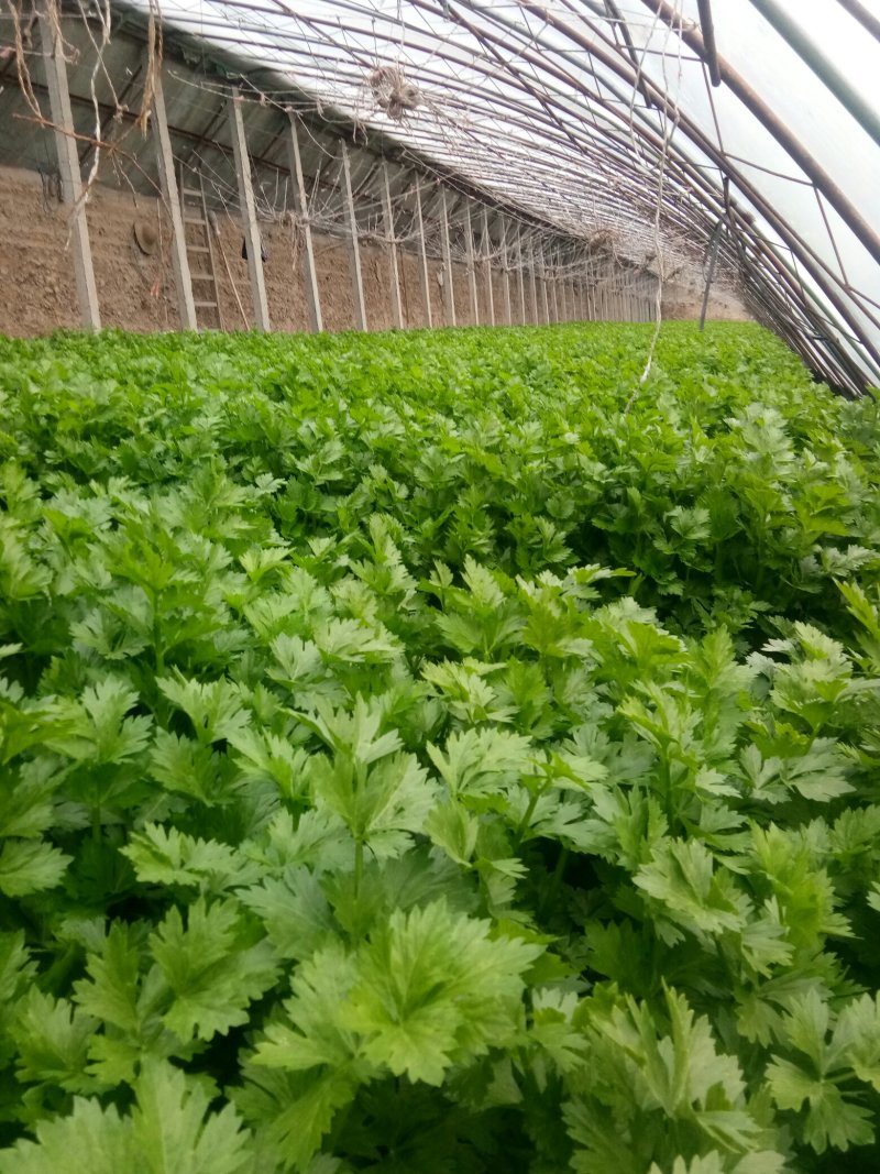 皇后芹菜，宁夏银川大棚精品菜，保质保量！欢迎选购！