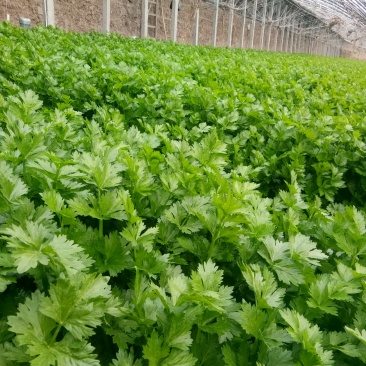 皇后芹菜，宁夏银川大棚精品菜，保质保量！欢迎选购！
