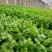 皇后芹菜，宁夏银川大棚精品菜，保质保量！欢迎选购！