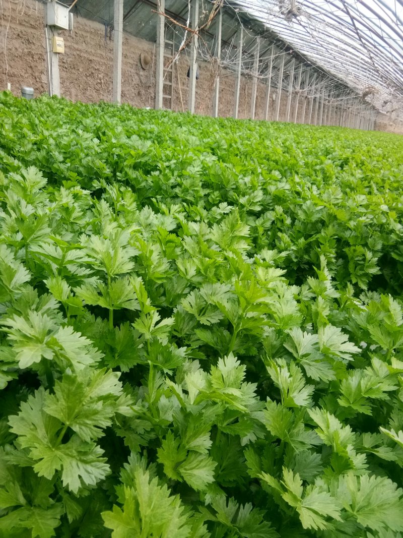 皇后芹菜，宁夏银川大棚精品菜，保质保量！欢迎选购！