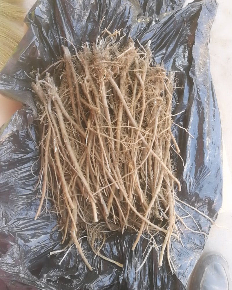 羌活苗甘肃宽叶羌活苗产地供货移技术支持欢迎电联