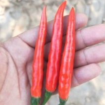 广西小米椒，红小米椒大量，整车供应，长期有货，