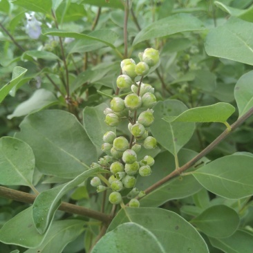 蔓荆子枝条