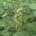 蔓荆子枝条