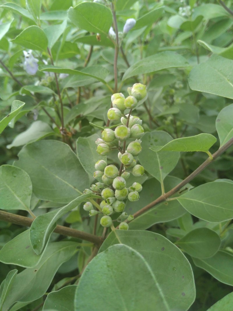 蔓荆子枝条