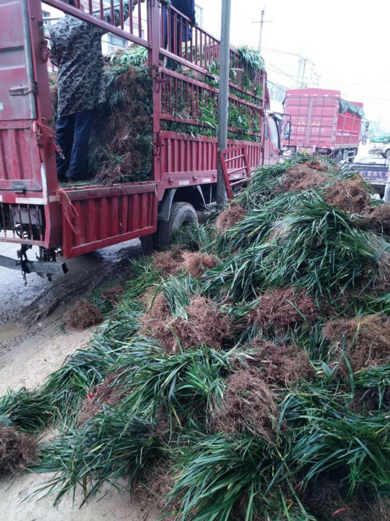 石蒜鸢尾麦冬草基地直销量大优惠，欢迎老板进店咨询