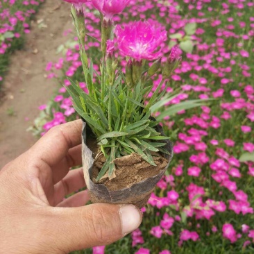 欧石竹苗