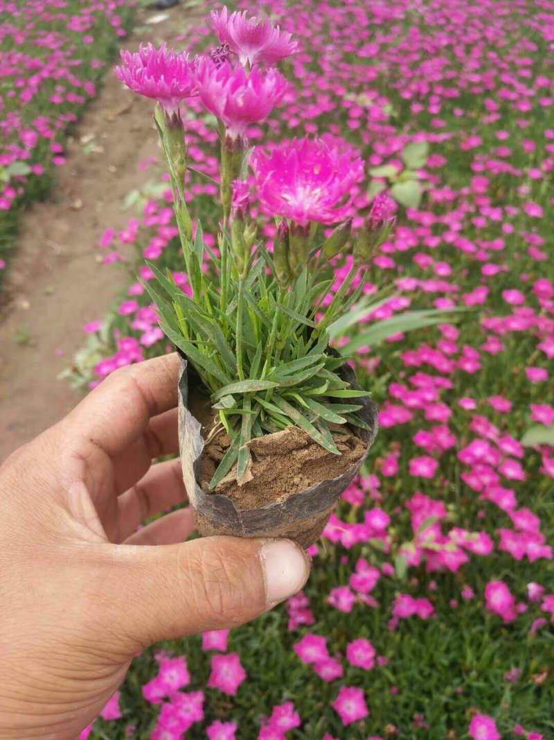 欧石竹苗