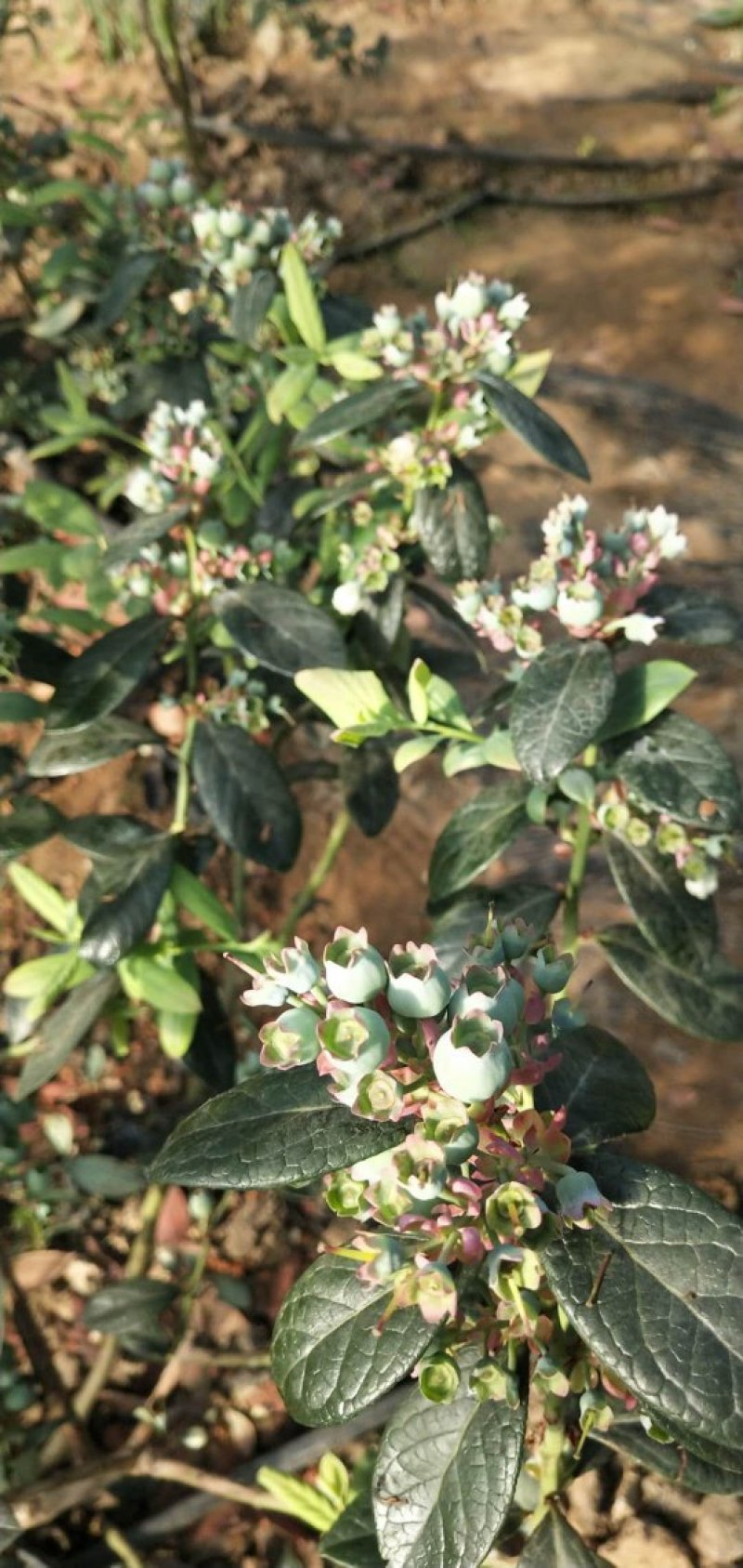 大连陆地蓝莓成熟了味道纯正好山好水出好果