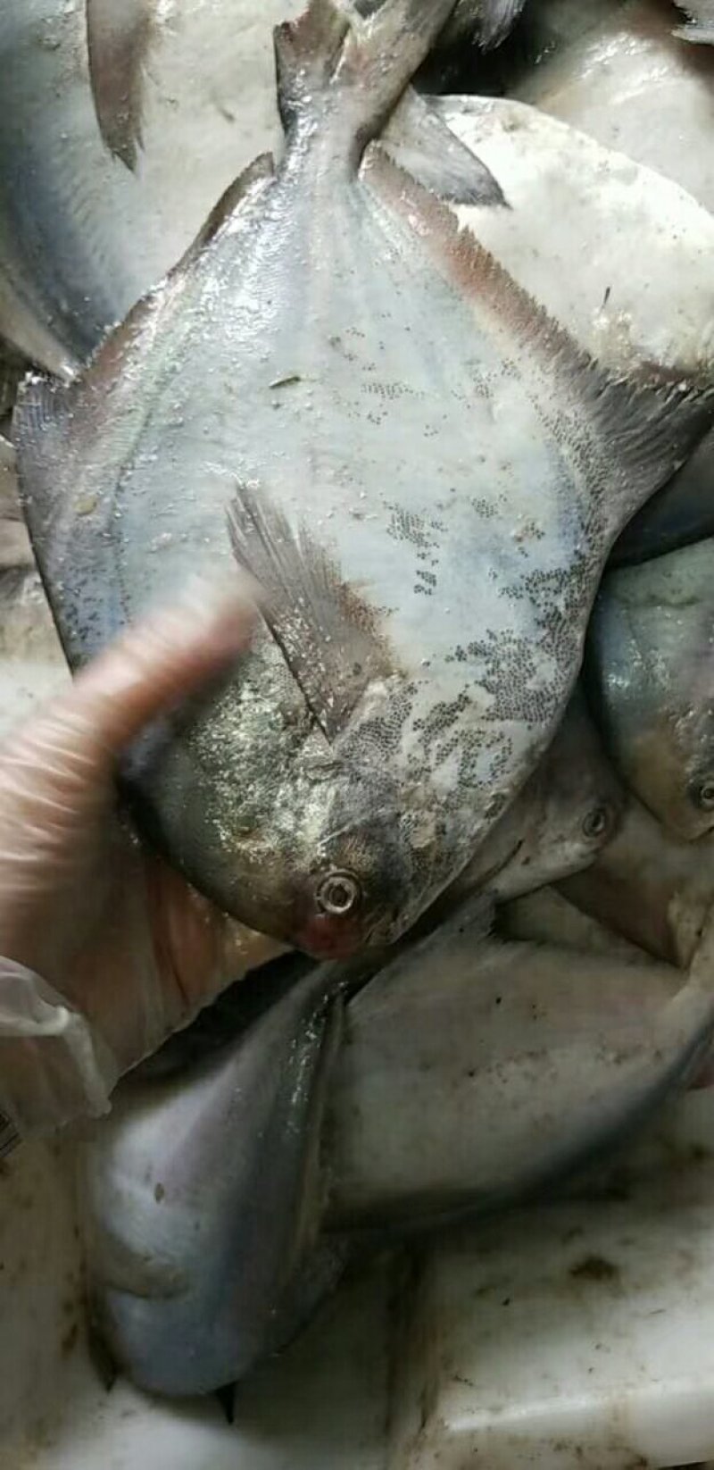 鲳鱼