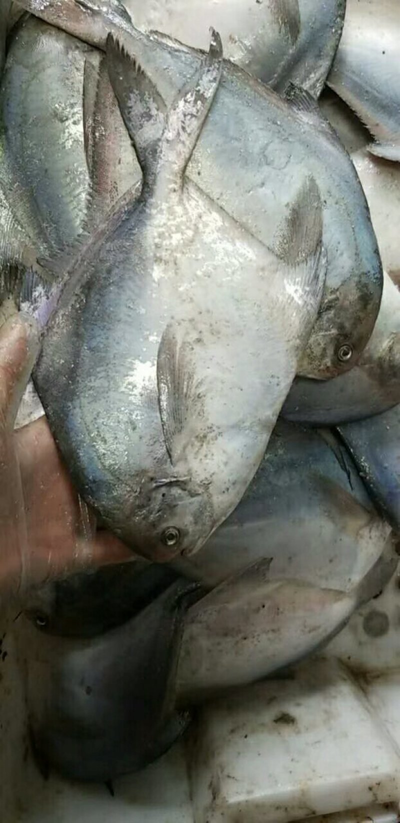 鲳鱼