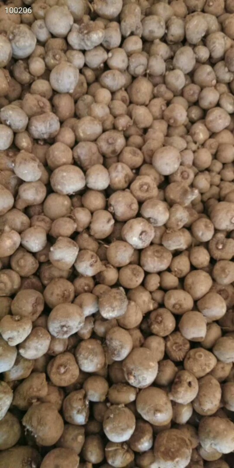 鲜魔芋和她的孩子们