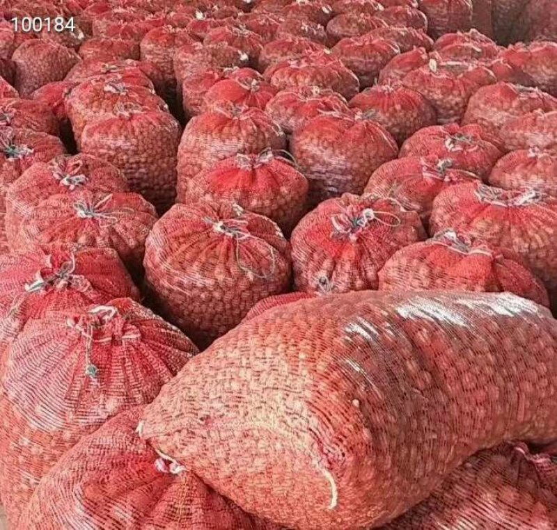 鲜魔芋和她的孩子们