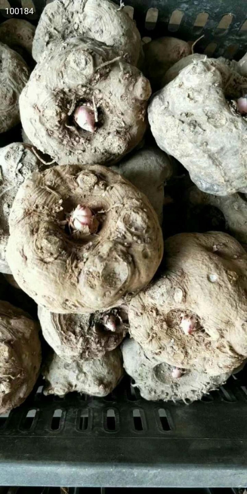 鲜魔芋和她的孩子们