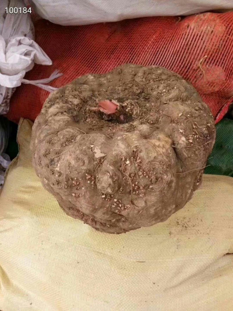 鲜魔芋和她的孩子们