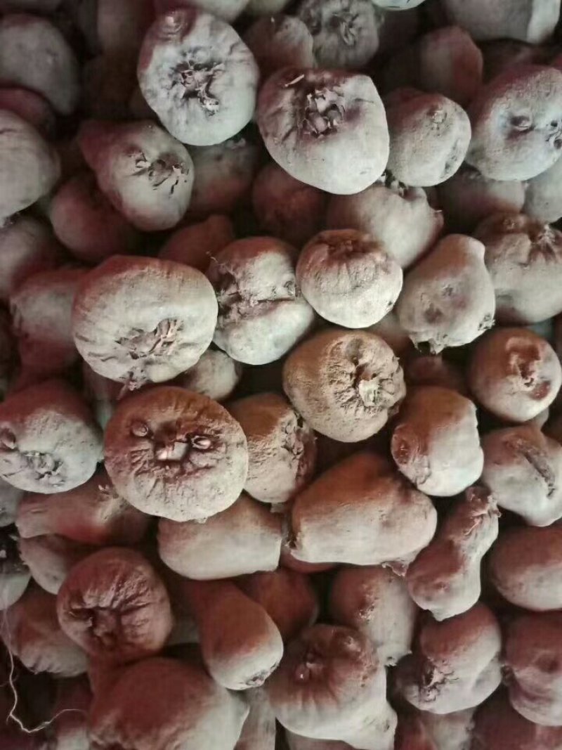 鲜魔芋和她的孩子们