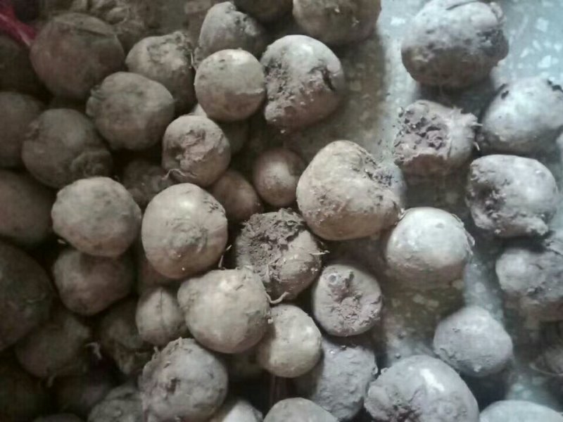 鲜魔芋和她的孩子们