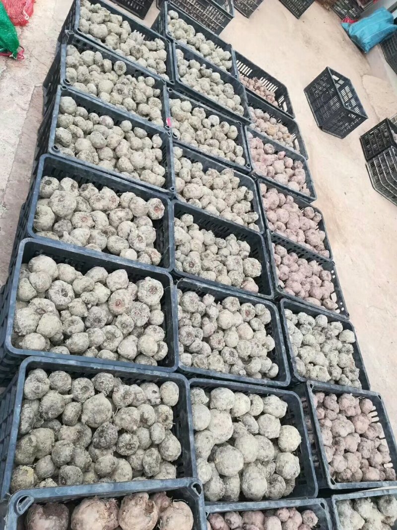 鲜魔芋和她的孩子们