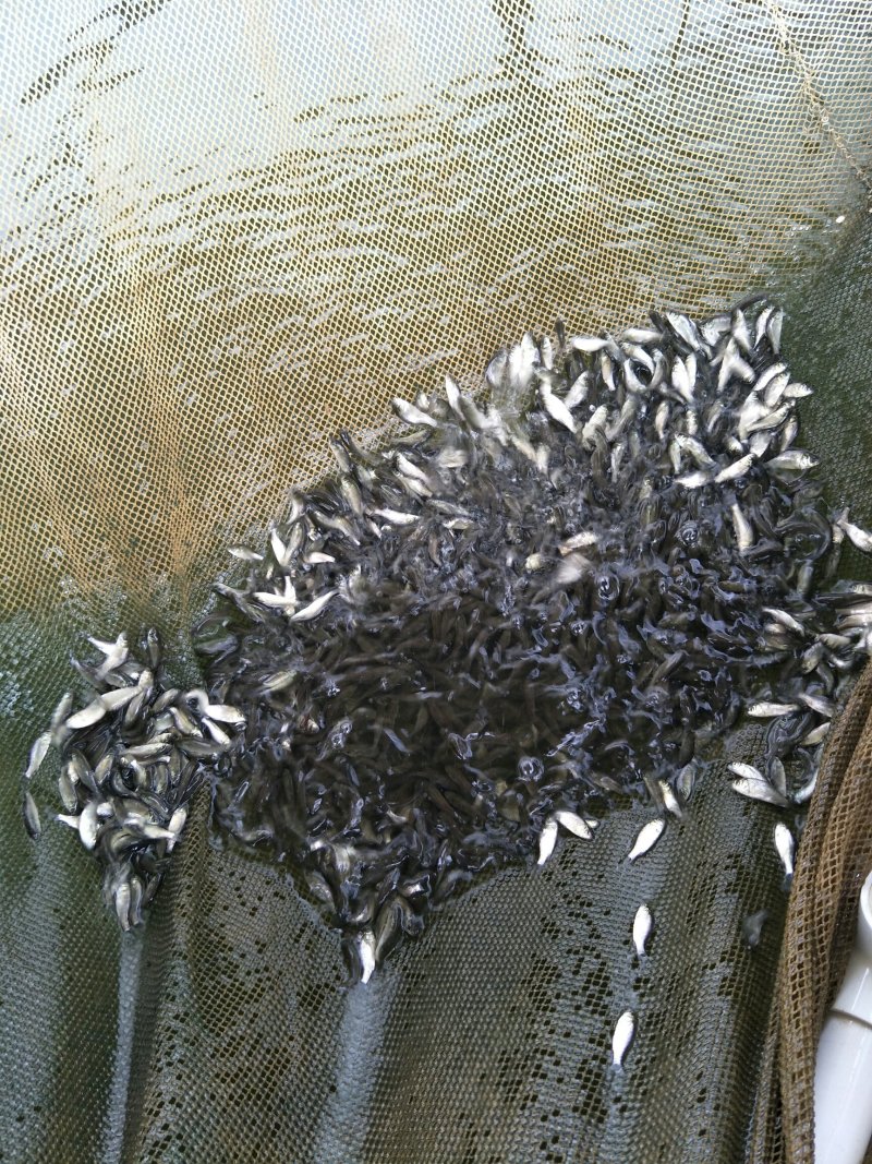 鲫鱼苗中科3号鲫鱼苗货源充足送货上门，提供养殖技支持