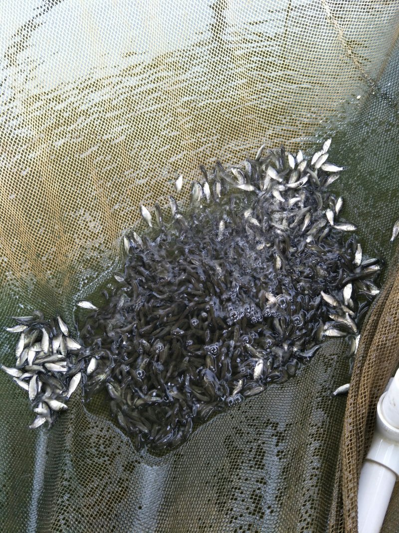 鲫鱼苗中科3号鲫鱼苗货源充足送货上门，提供养殖技支持