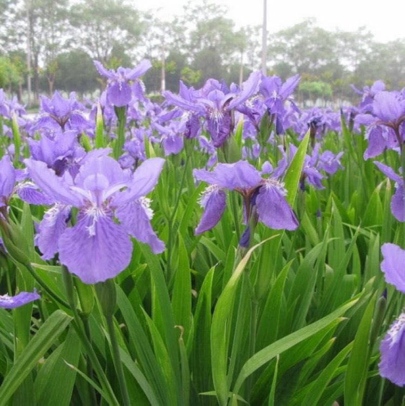 鸢尾麦冬草葱兰基地直销量大优惠，欢迎老板进店咨询