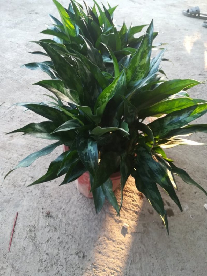 红钻绿钻黑美人，万年青，荷花竹，金钢钻等