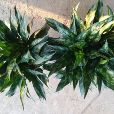 红钻绿钻黑美人，万年青，荷花竹，金钢钻等