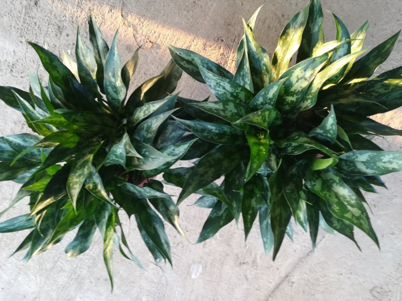 红钻绿钻黑美人，万年青，荷花竹，金钢钻等