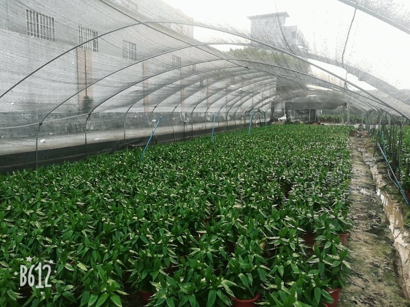 红钻绿钻黑美人，万年青，荷花竹，金钢钻等