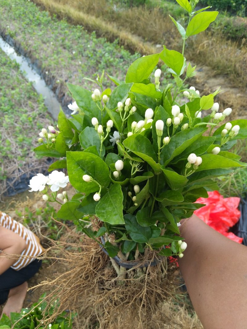 广西横县茉莉花枝条茉莉花扦插条盆栽苗（保质保量）