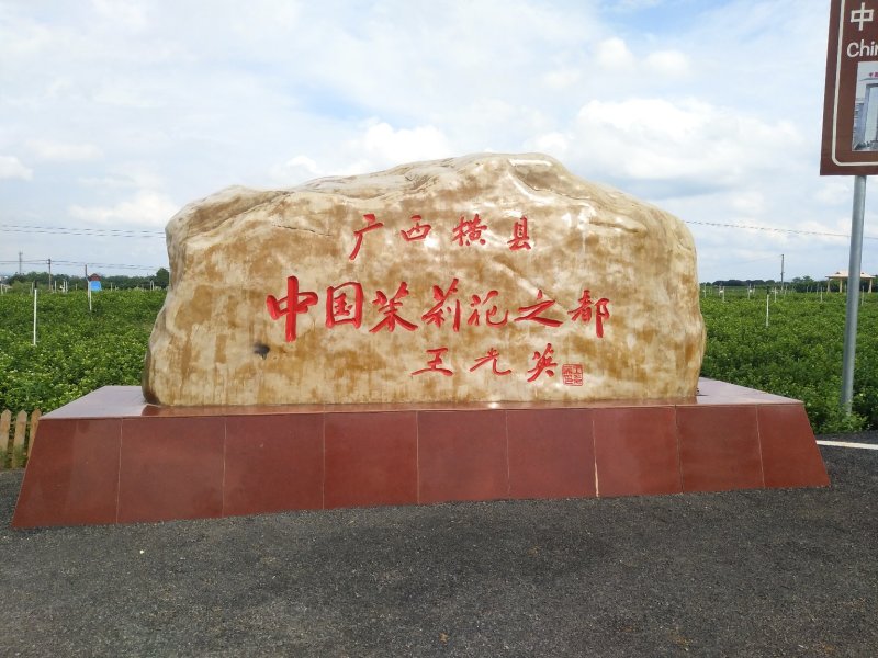 广西横县茉莉花枝条茉莉花扦插条盆栽苗（保质保量）