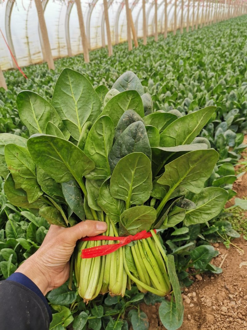 菠菜