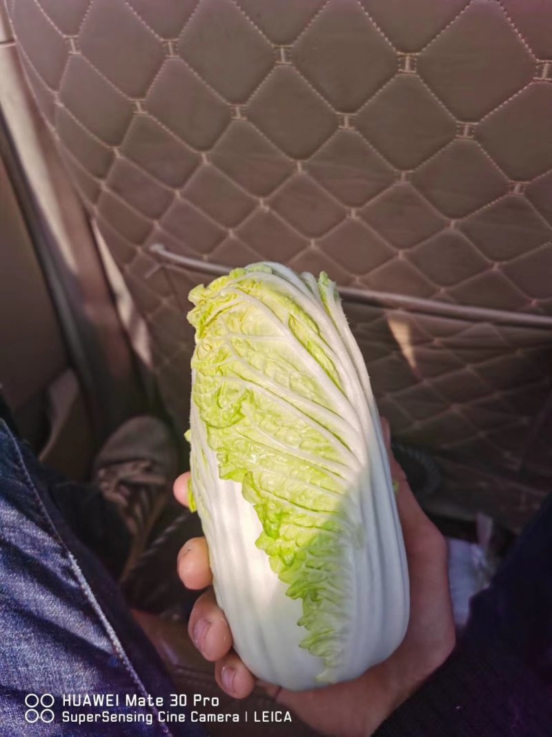 娃娃菜