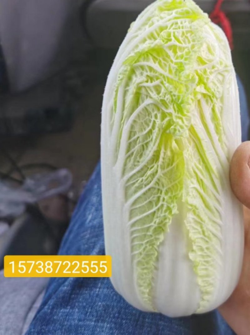 娃娃菜
