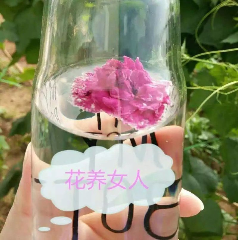 源头产品崇尚健康玫瑰花冠王