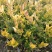金森女贞金森女贞球1米金森女贞大杯苗