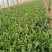 大叶铁杆菠菜叶片平展厚实