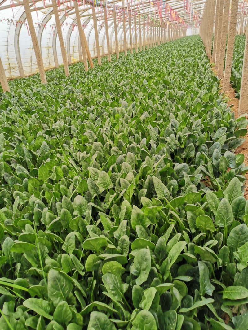 大叶铁杆菠菜叶片平展厚实